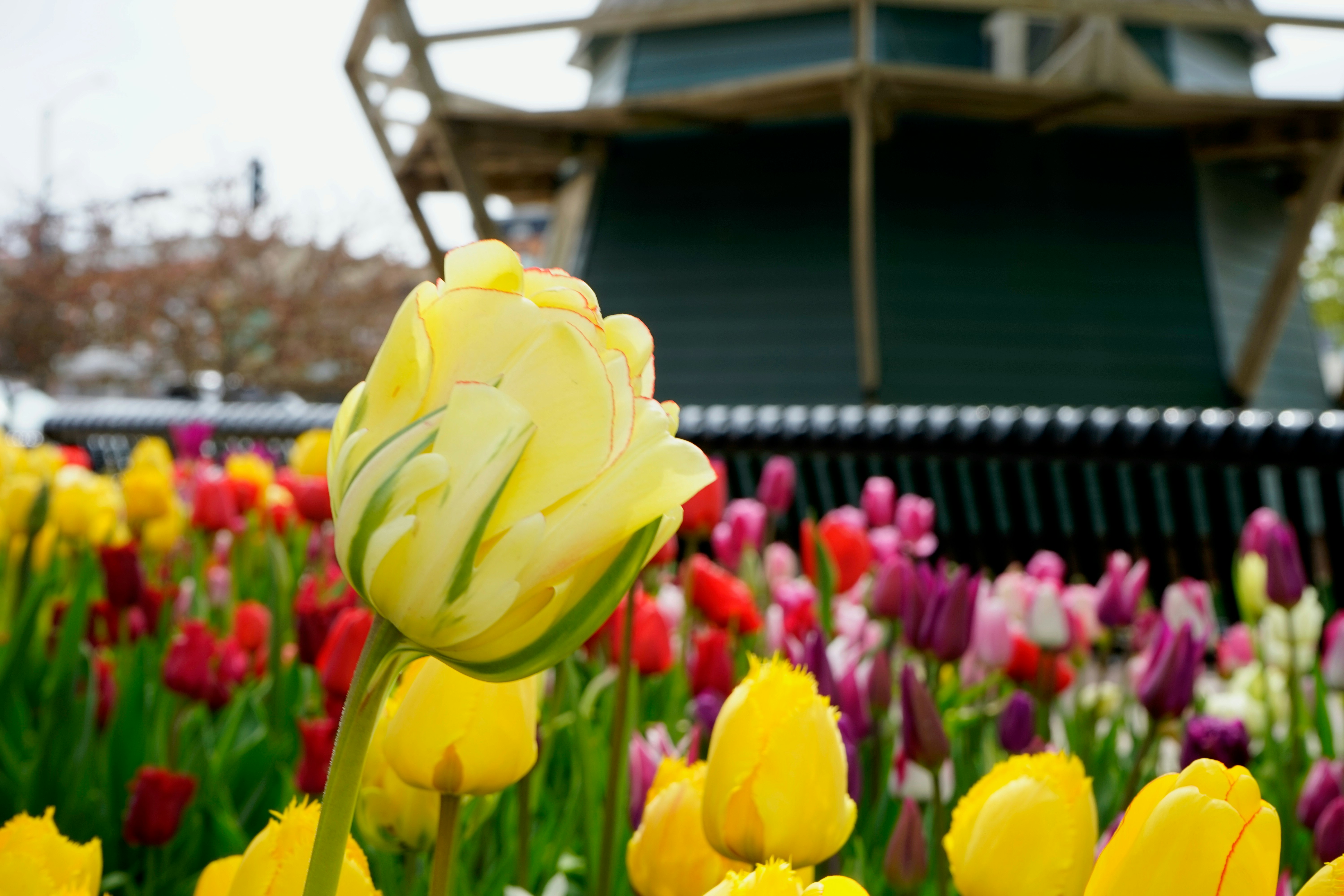 yellow tulips in bloom during daytime